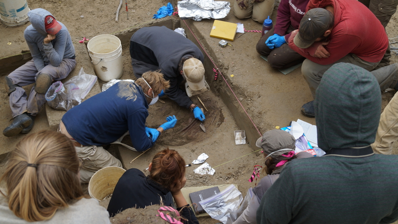 Discovery and excavation of the Upward Sun River infants. (Credit: Ben Potter)